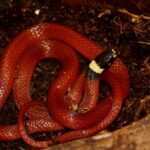 largest snake genus tantilla centipede snakes