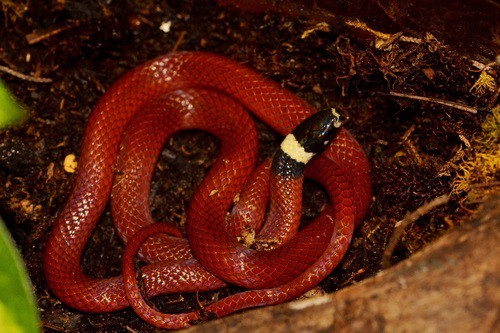 largest snake genus tantilla centipede snakes