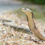 ophiophagus hannah kaeng krachan thailand