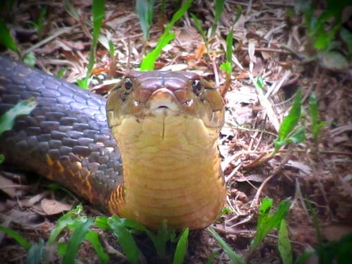 ophiophagus hannah king cobra face
