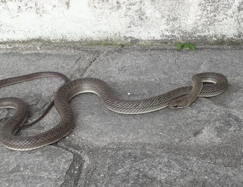 philodryas nattereri paraguayan green racer