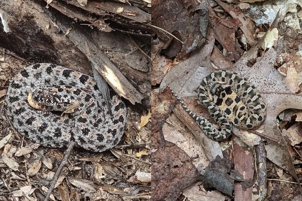 pygmy rattlesnake versus eastern hognose