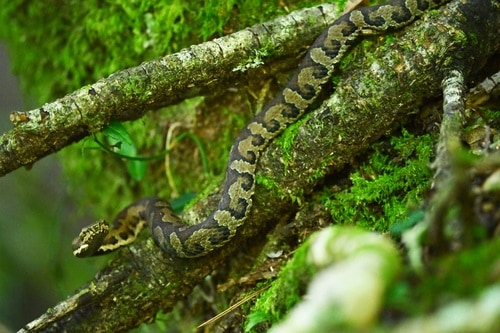 taiwan pitviper Trimeresurus gracilis taichung