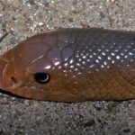 African Shovel-nosed Snake (Scaphiophis albopunctatus)