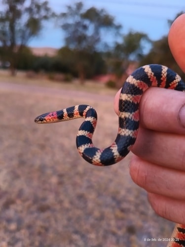 Amazon False Coral Snake (Oxyrhopus rhombifer)