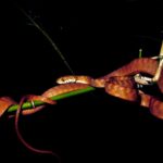 Andaman cat snake, Boiga andamanensis