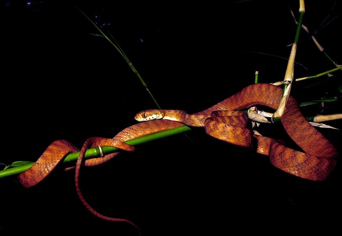 Andaman cat snake, Boiga andamanensis