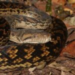 Aussie Scrub Python (Simalia kinghorni)