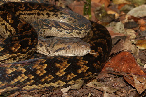 Aussie Scrub Python (Simalia kinghorni)