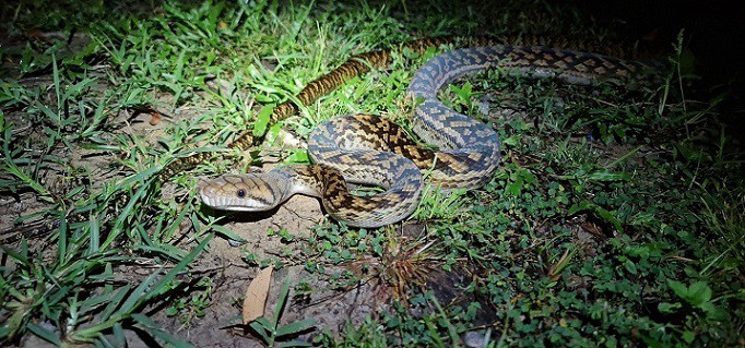 Australian Scrub Python Simalia kinghorni