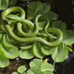 Battersby's green snake (Philothamnus battersbyi)