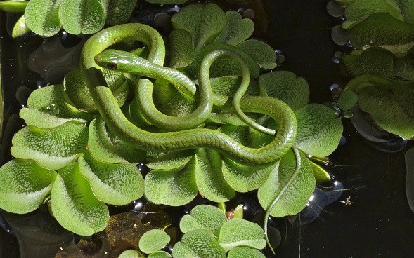 Battersby's green snake (Philothamnus battersbyi)