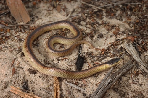 Black-naped Hooded Snake (Suta dwyeri)