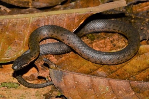 Blackbelly Snake Hydraethiops melanogaster