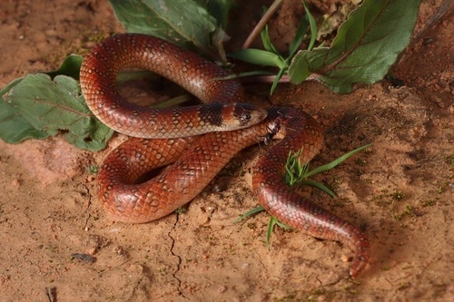 Brachyurophis australis australian coral snake