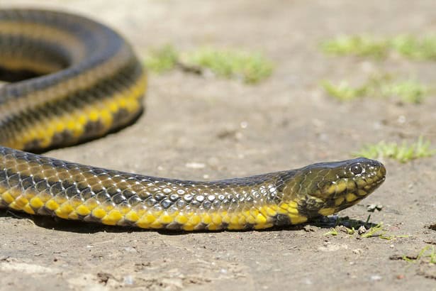 Brazilian Keelback Helicops infrataeniatus
