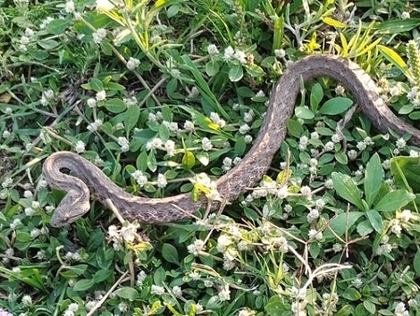 Chaco Sepia Snake Dryophylax chaquensis