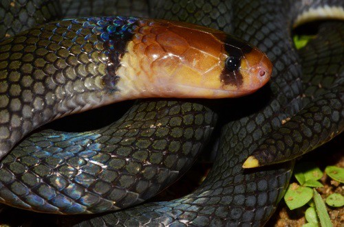 Collared Snake-Eater Polemon collaris