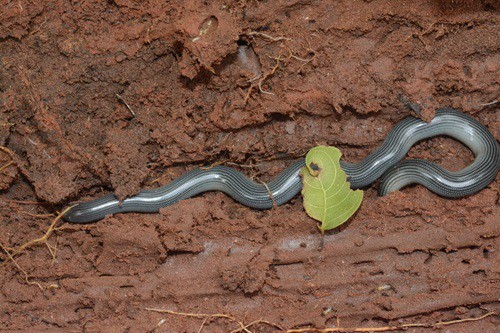 Common Lined Worm Snake Afrotyphlops lineolatus