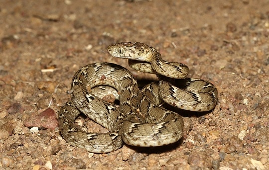 Common cat snake Boiga trigonata