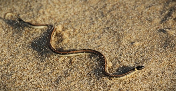 Dumeril's Diadem Snake (Phalotris lemniscatus)