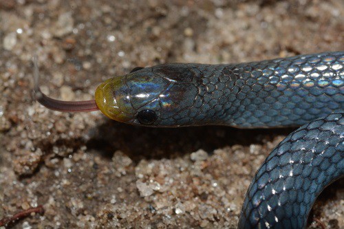 East African Shovel-Snout (Prosymna stuhlmanni)