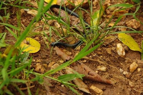 Elapsoidea loveridgei african garter snake