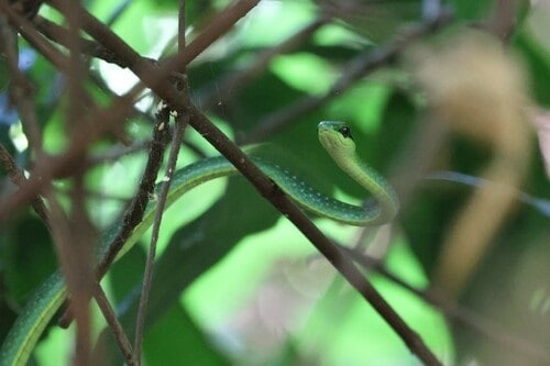Emerald Snake (Hapsidophrys smaragdina)
