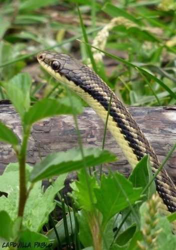 Erythrolamprus sagittifer arrow ground snake