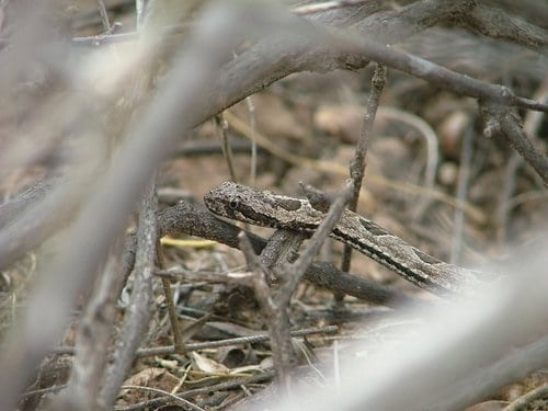 False Tomodon Snake Tachymenis trigonatus