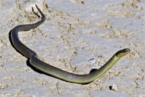 Golden Liophis (Erythrolamprus semiaureus) Argentina