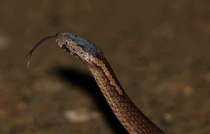 Golden-crowned Snake Cacophis squamulosus