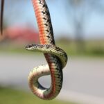 Gunther's Striped Snake (Lygophis anomalus)