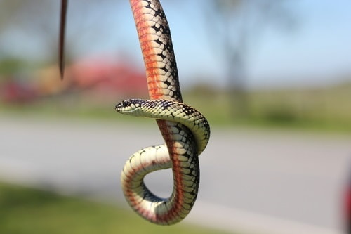 Gunther's Striped Snake (Lygophis anomalus)