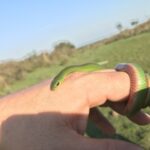Jaeger's Ground Snake (Erythrolamprus jaegeri)