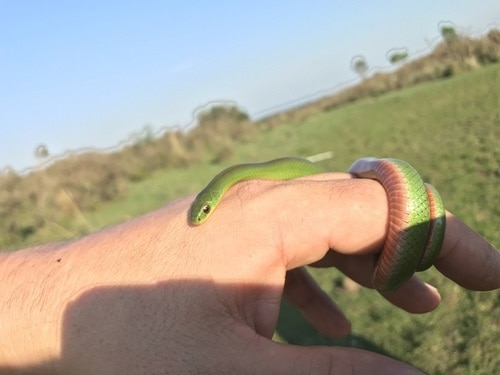 Jaeger's Ground Snake (Erythrolamprus jaegeri)