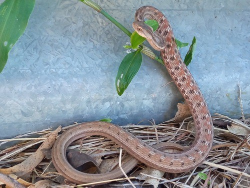 Keeled Sepia Snake (Dryophylax hypoconia)