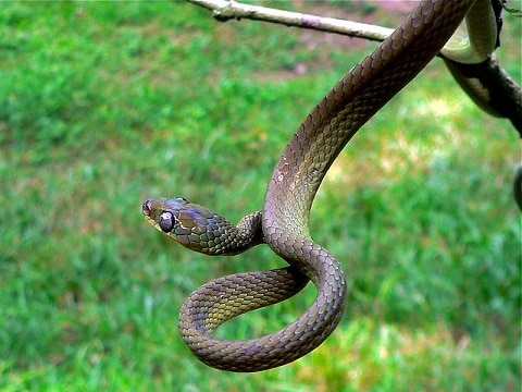 Laurent's Tree Snake (Dipsadoboa viridis)
