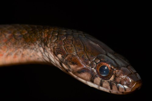 Marsh Snake Natriciteres fuliginoides congo