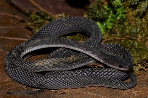 Mocquard's African Ground Snake (Gonionotophis brussauxi)