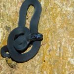 Montane Egg-Eater (Dasypeltis atra)