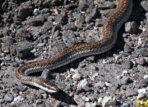 Mousehole Snake (Philodryas trilineata) argentina