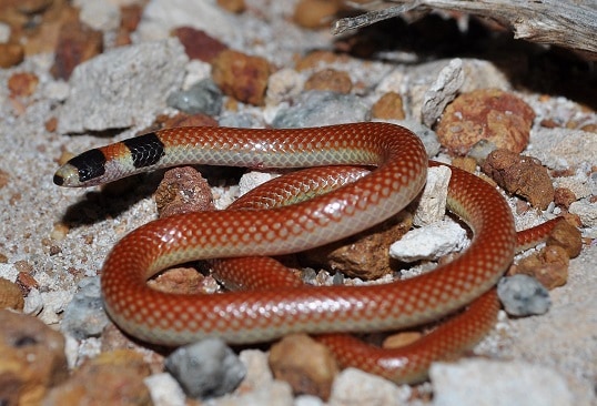 Neelaps bimaculatus black-naped snake