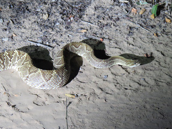 Neotropical Rattlesnake (Crotalus durissus)