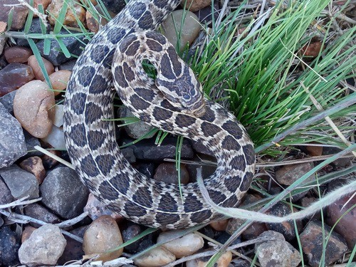 Ocellated Pampas Snake (Tachymenis ocellata)