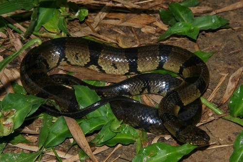 Ornate African Water Snake Grayia ornata