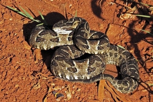 Pampas Lancehead Bothrops pubescens uruguay