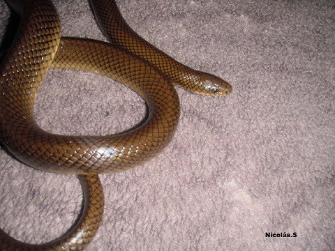 Paraphimophis rusticus brown mussurana