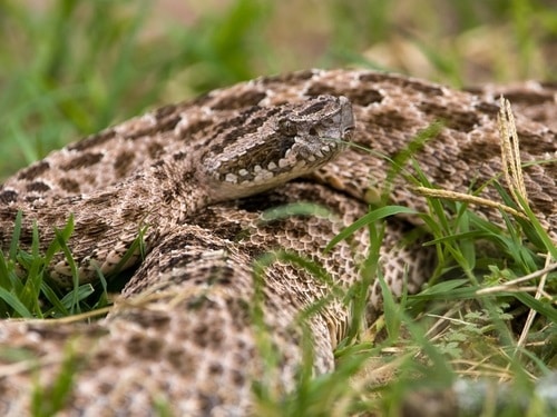 Patagonian Lancehead Bothrops ammodytoides