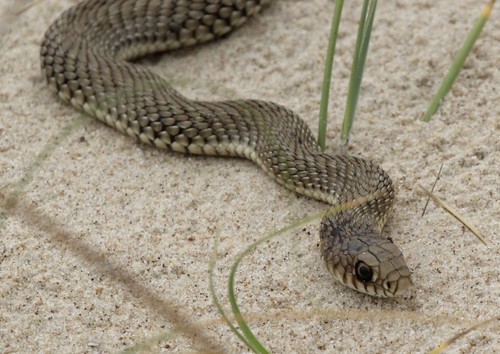 Patagonian Racer (Philodryas patagoniensis) uruguay